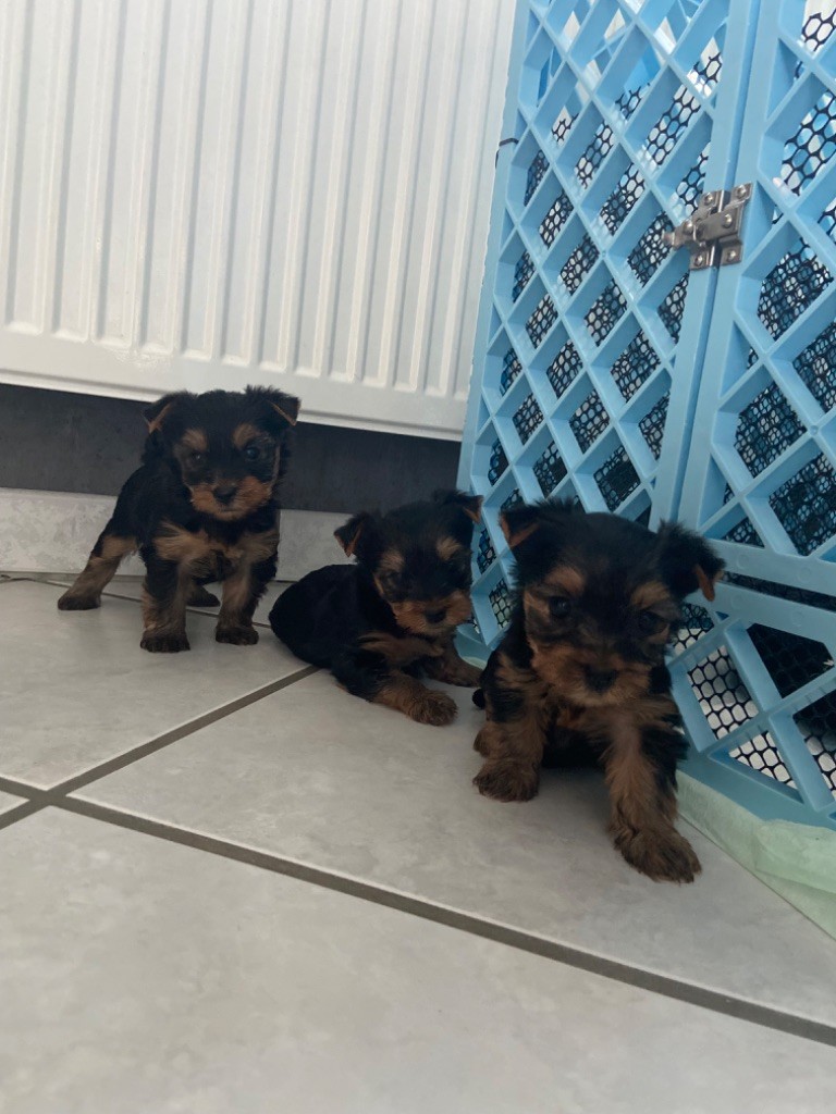 chiot Yorkshire Terrier des petits coeurs étoilés